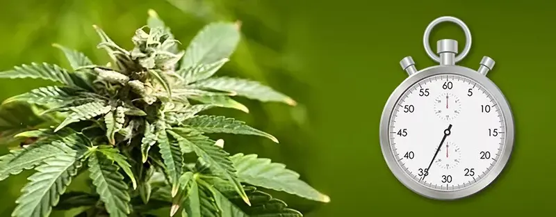 cuánto dura la marihuana en el cuerpo