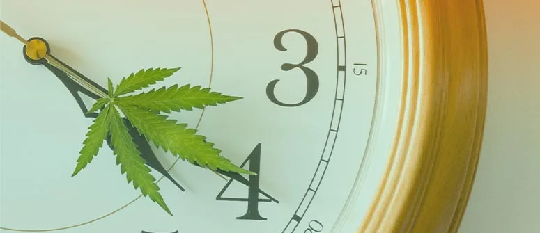cuánto dura el cannabis en el cuerpo