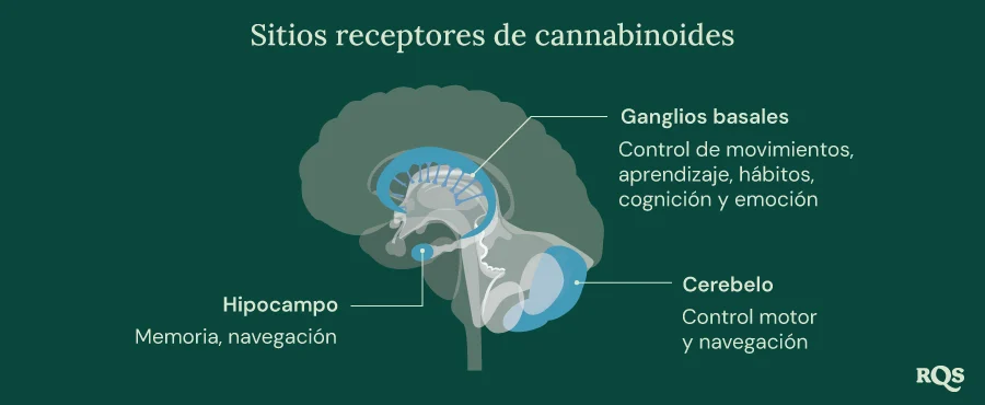 Receptores de cannabinoides en el cerebro