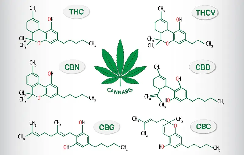 THC, CBD, y otros cannabinoides