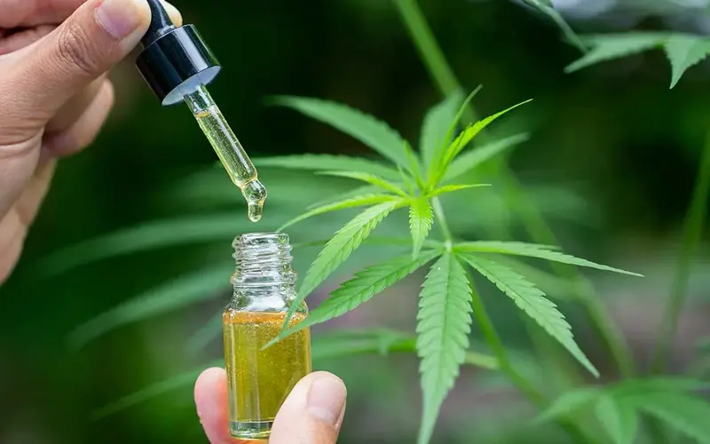 destilado de cannabis