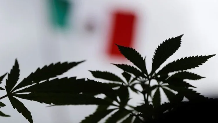 precios de los destilados de marihuana en mexico